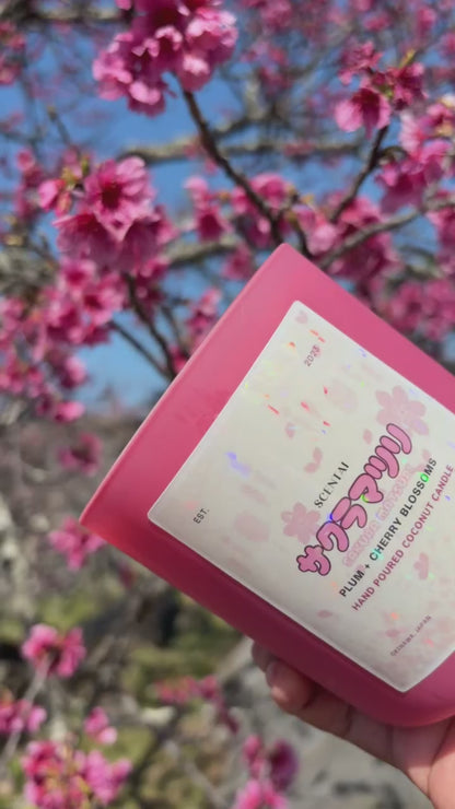 Sakura Matsuai 桜まつり